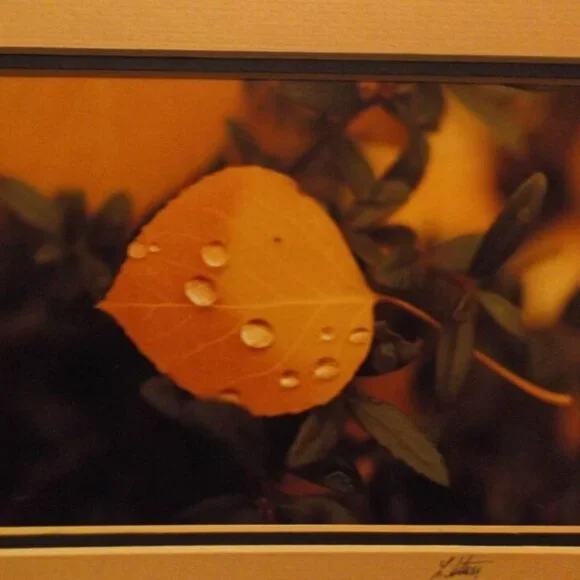 sz11x9 ART PIECE 'CHANGING ASPEN' by L. K. STARR PHOTOGRAPH WOOD FRAME MB 5540